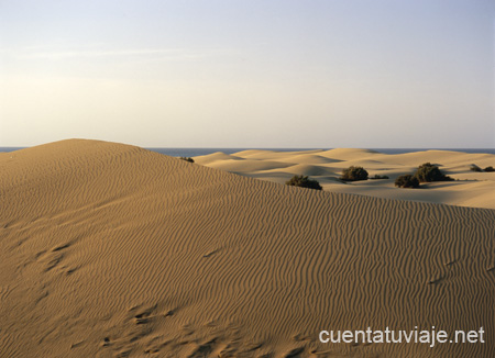 Reserva Natural Especial Dunas de Maspalomas. Gran Canaria.